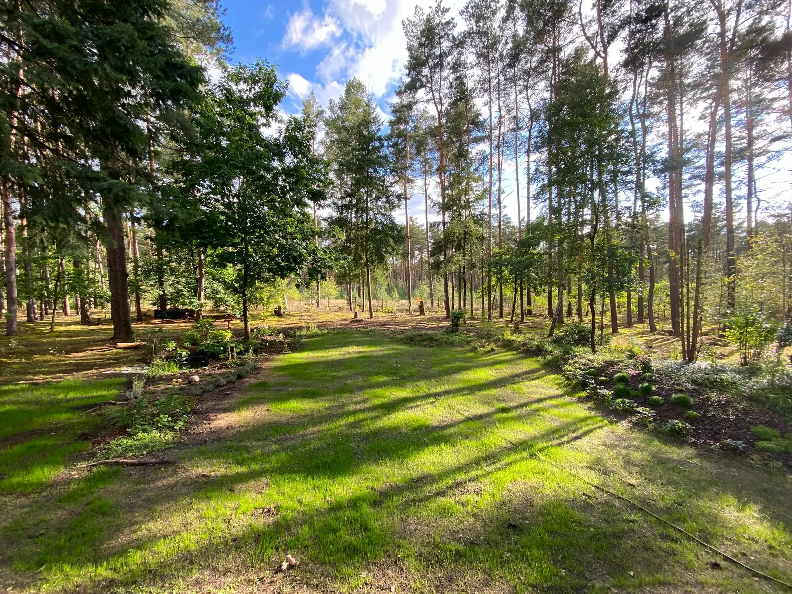 Sonnenlicht fällt auf eine Waldlichtung mit hohen Kiefern
