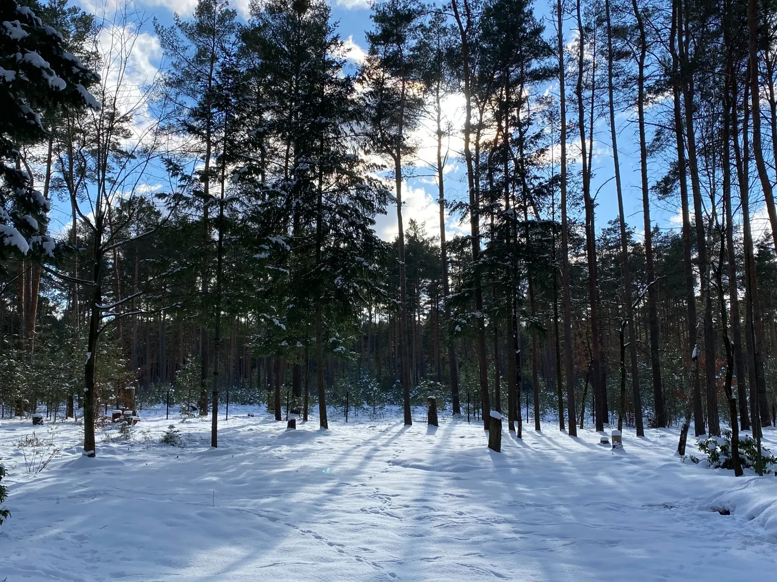 Wintersonne über dem verschneiten Kiefernwald in Brandenburg